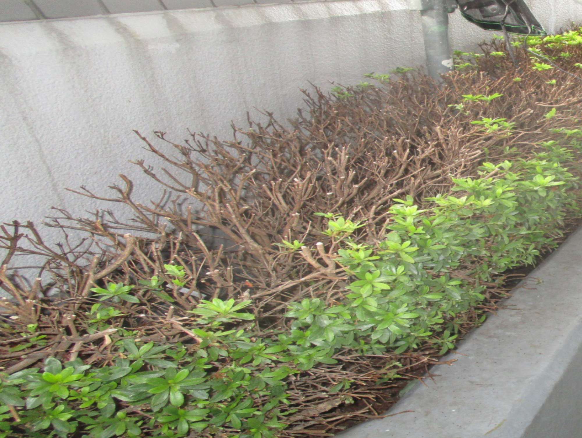 八事ファミリーハイツ大規模修繕工事の着工前